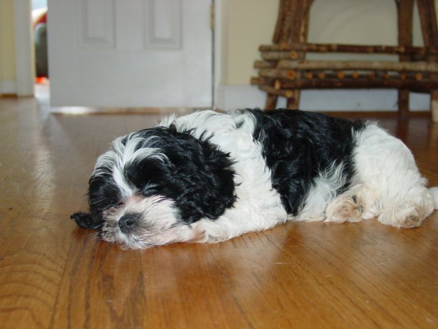 lucy birthday2007 002.jpg